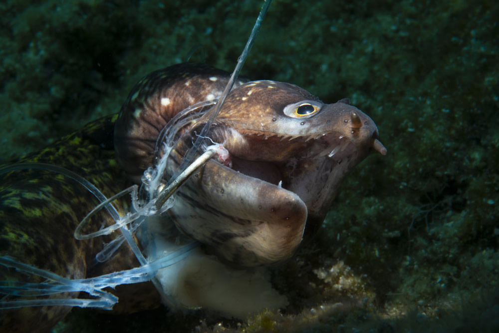 Amazing Winners Of Ocean Photography Awards 2021