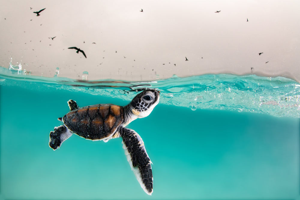 Amazing Winners Of Ocean Photography Awards 2021