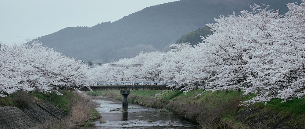 Spring Has Gone With The River: Beautiful Photos Of Last Sakura Season In Kyoto By Ying Yin