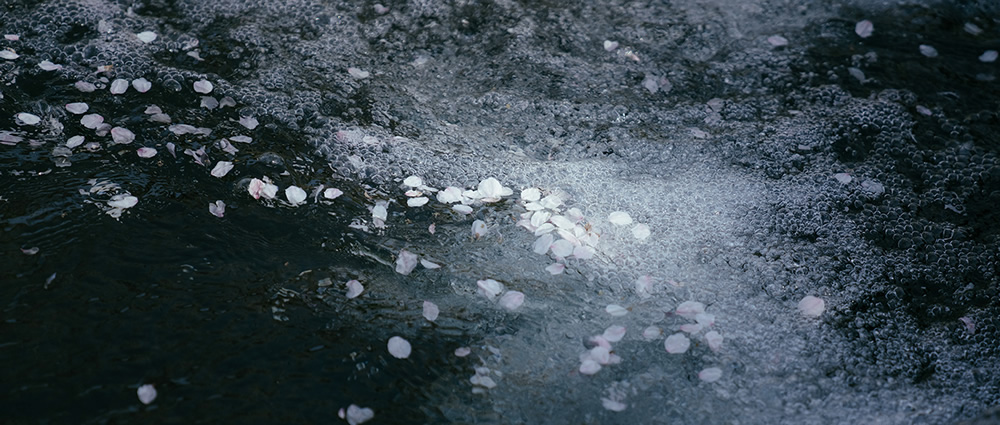 Spring Has Gone With The River: Beautiful Photos Of Last Sakura Season In Kyoto By Ying Yin