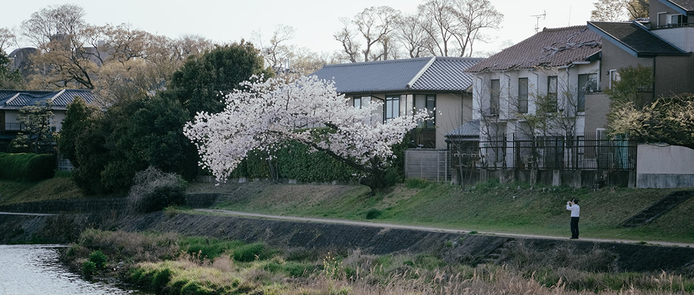 Spring Has Gone With The River: Beautiful Photos Of Last Sakura Season In Kyoto By Ying Yin