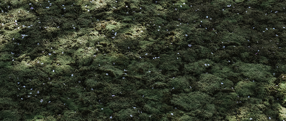 Spring Has Gone With The River: Beautiful Photos Of Last Sakura Season In Kyoto By Ying Yin