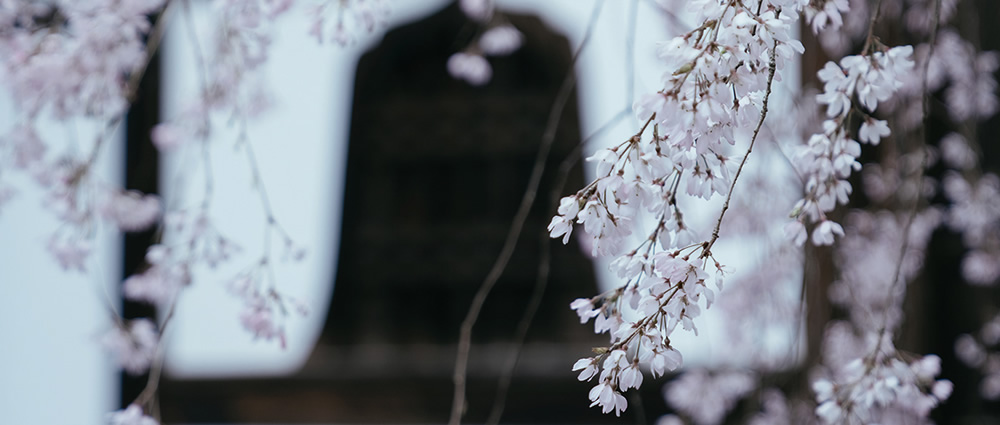 Spring Has Gone With The River: Beautiful Photos Of Last Sakura Season In Kyoto By Ying Yin