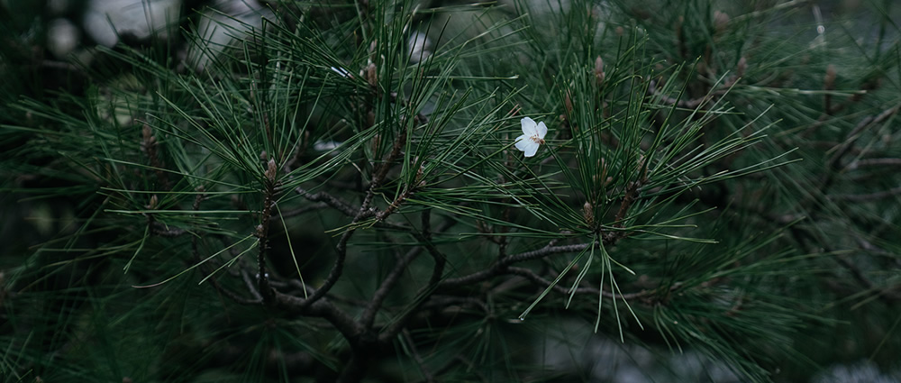 Spring Has Gone With The River: Beautiful Photos Of Last Sakura Season In Kyoto By Ying Yin