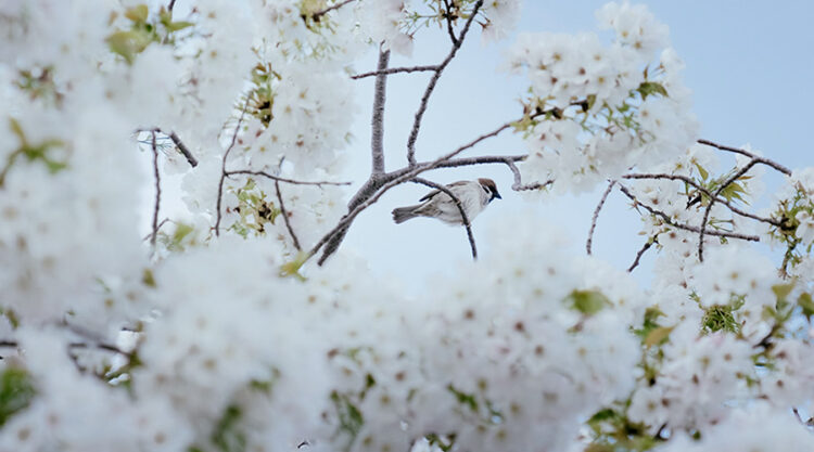 Spring Has Gone With The River: Beautiful Photos Of Last Sakura Season In Kyoto By Ying Yin