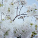 Spring Has Gone With The River: Beautiful Photos Of Last Sakura Season In Kyoto By Ying Yin