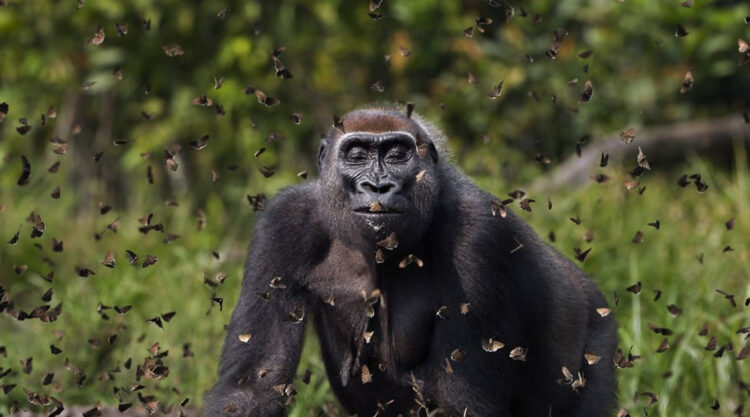 Nature Conservancy Winners