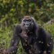 Nature Conservancy Winners