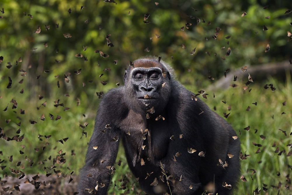 The Nature Conservancy Global Photo Contest Winners Of 2021