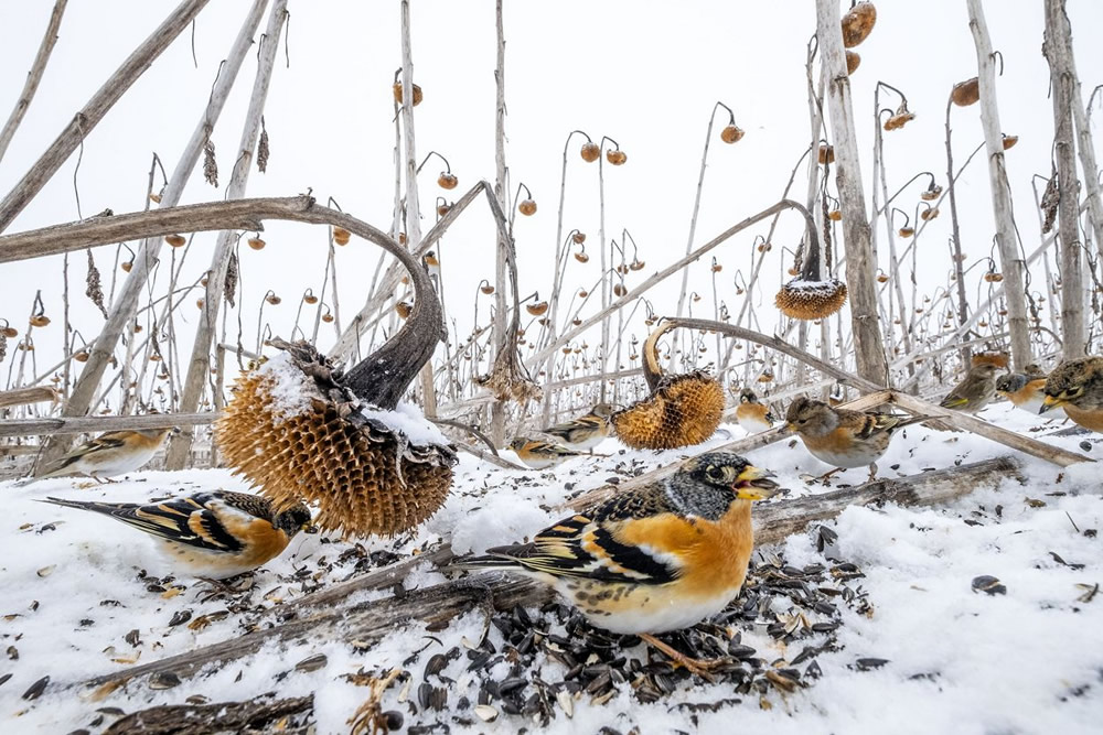 The Nature Conservancy Global Photo Contest Winners Of 2021