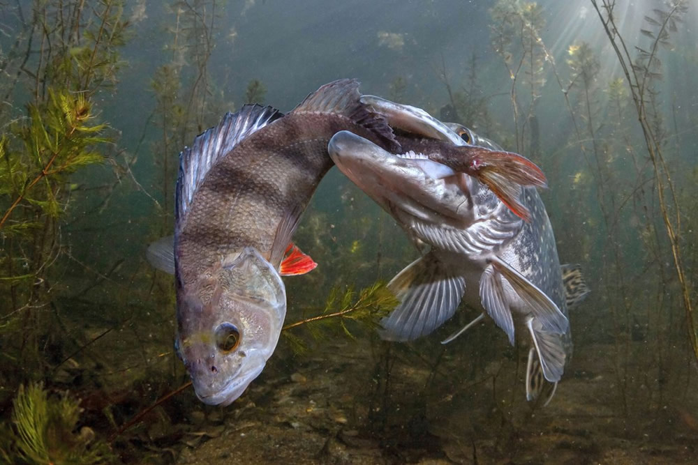 The Nature Conservancy Global Photo Contest Winners Of 2021