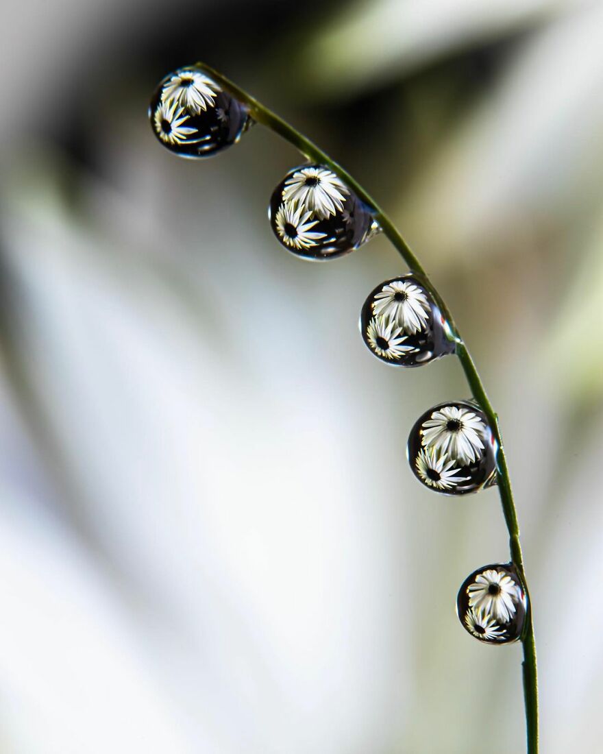 Water Droplet Techniques by Amthel Al-Dayni