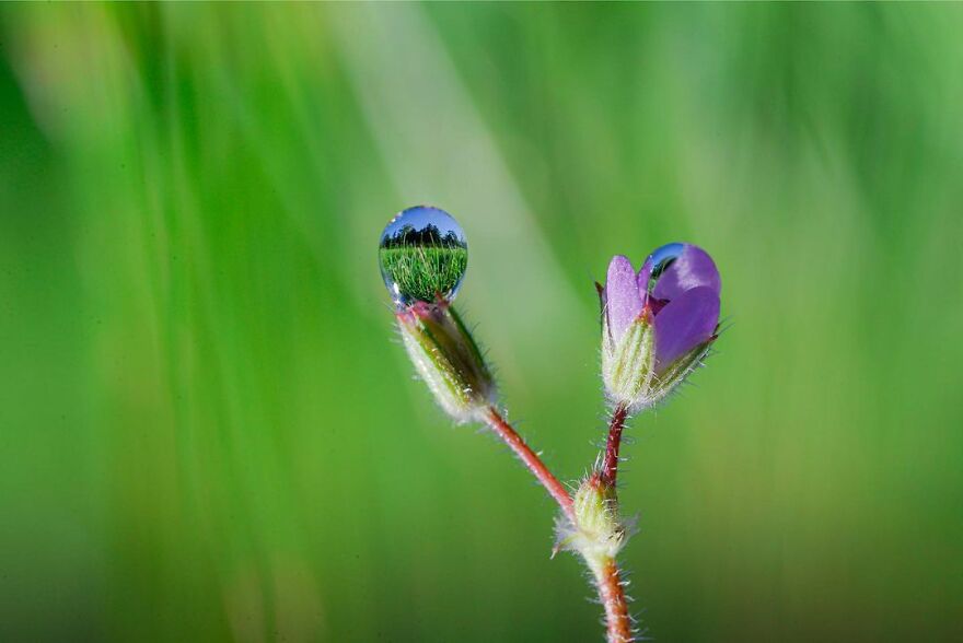 Water Droplet Techniques by Amthel Al-Dayni