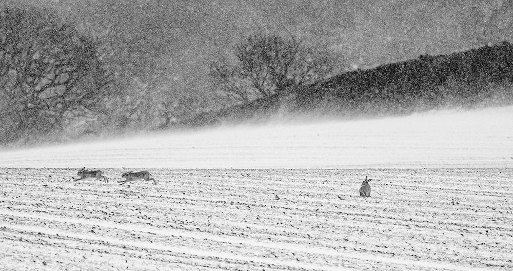 The Winners Of WildArt POTY Monochrome Competition