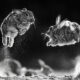 The Winners Of WildArt POTY Monochrome Competition