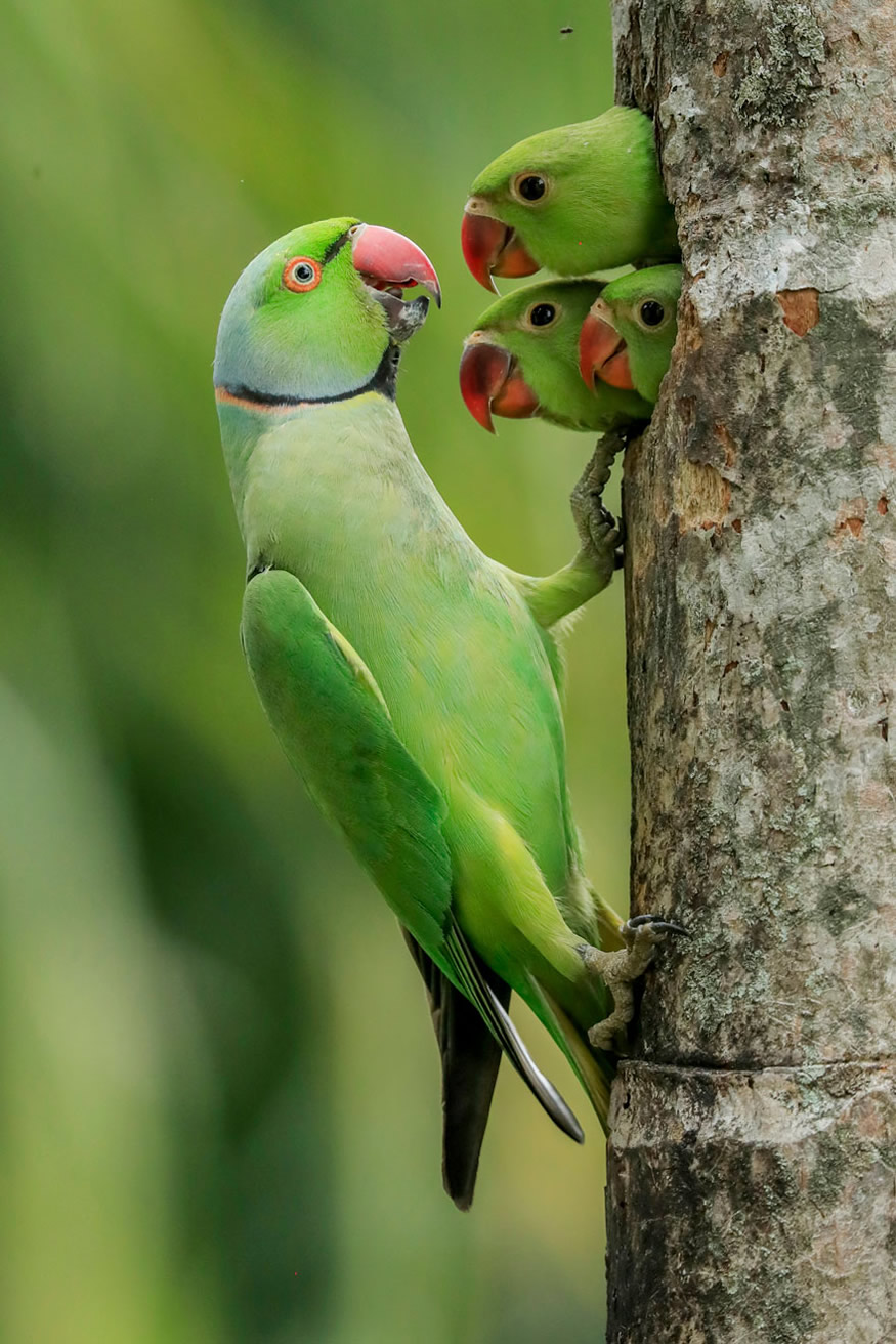 The Best 16 Photos Of The Wildlife Photographer Of The Year 2021