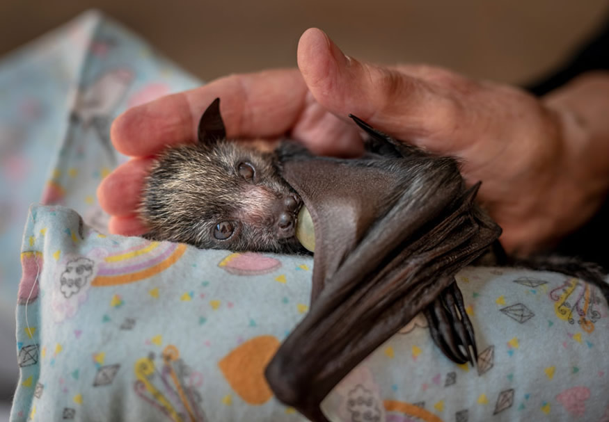 The Best 16 Photos Of The Wildlife Photographer Of The Year 2021