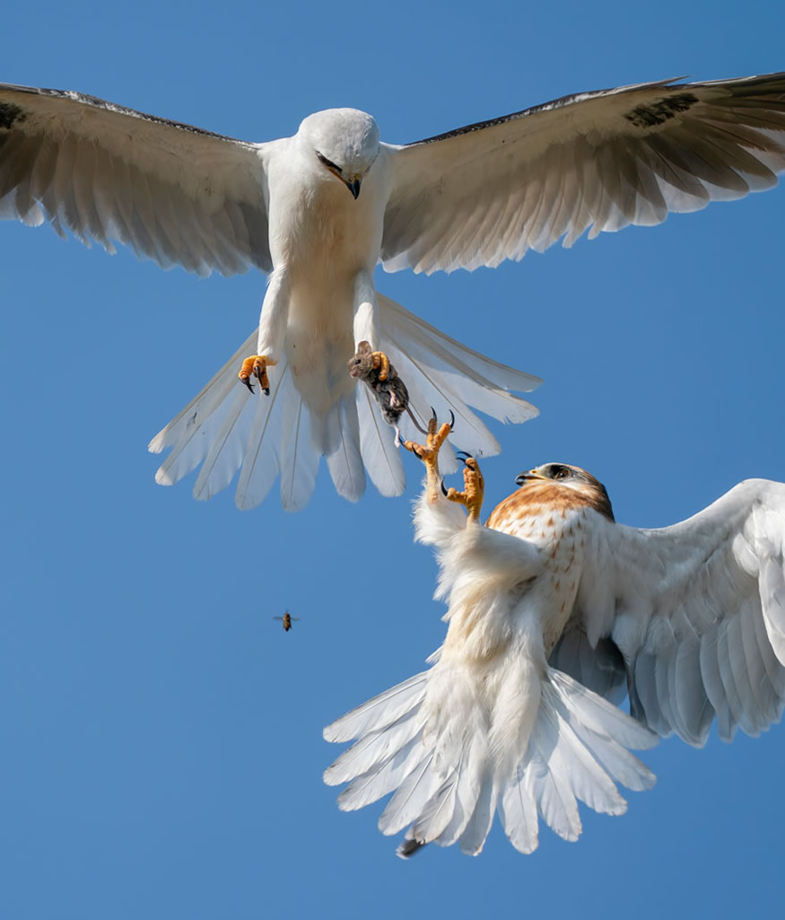 The Best 16 Photos Of The Wildlife Photographer Of The Year 2021