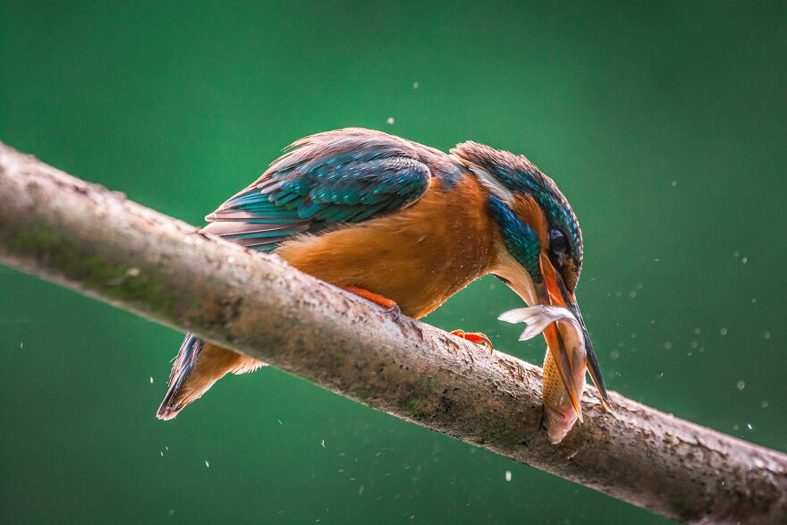 Photographer Niki Colemont Spent 5 Years Capturing Perfectly Timed Action Shots Of Animals In Nature