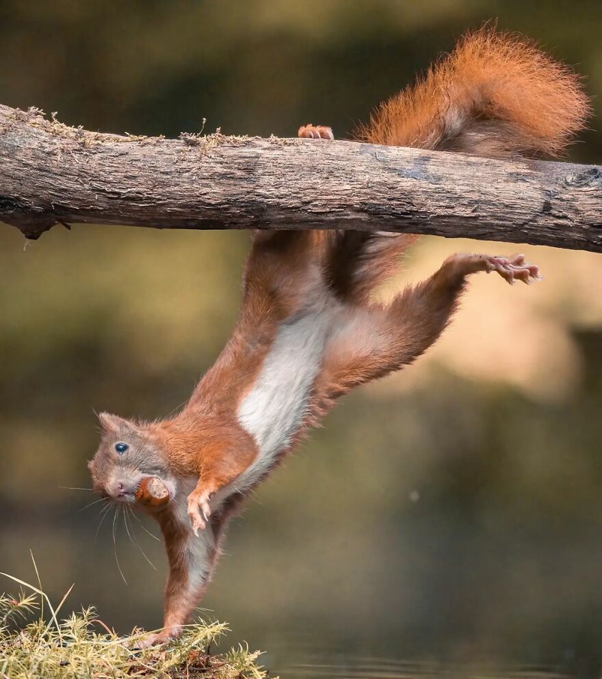 Photographer Niki Colemont Spent 5 Years Capturing Perfectly Timed Action Shots Of Animals In Nature