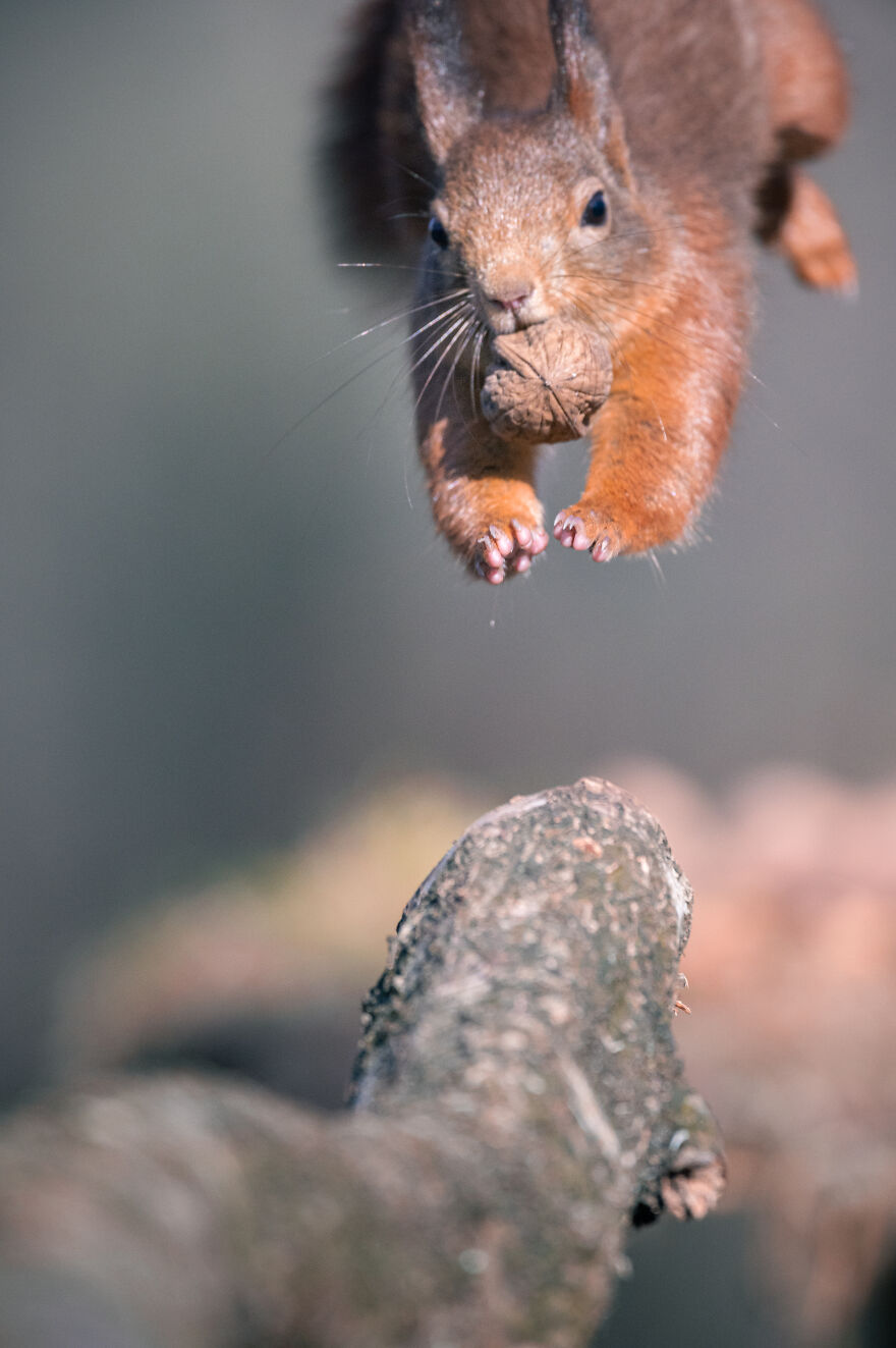 Photographer Niki Colemont Spent 5 Years Capturing Perfectly Timed Action Shots Of Animals In Nature