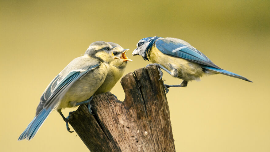 Photographer Niki Colemont Spent 5 Years Capturing Perfectly Timed Action Shots Of Animals In Nature