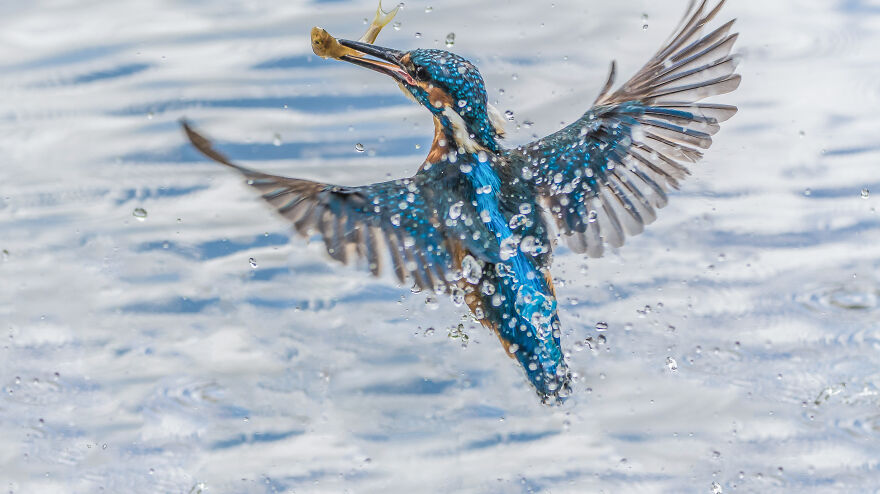 Photographer Niki Colemont Spent 5 Years Capturing Perfectly Timed Action Shots Of Animals In Nature