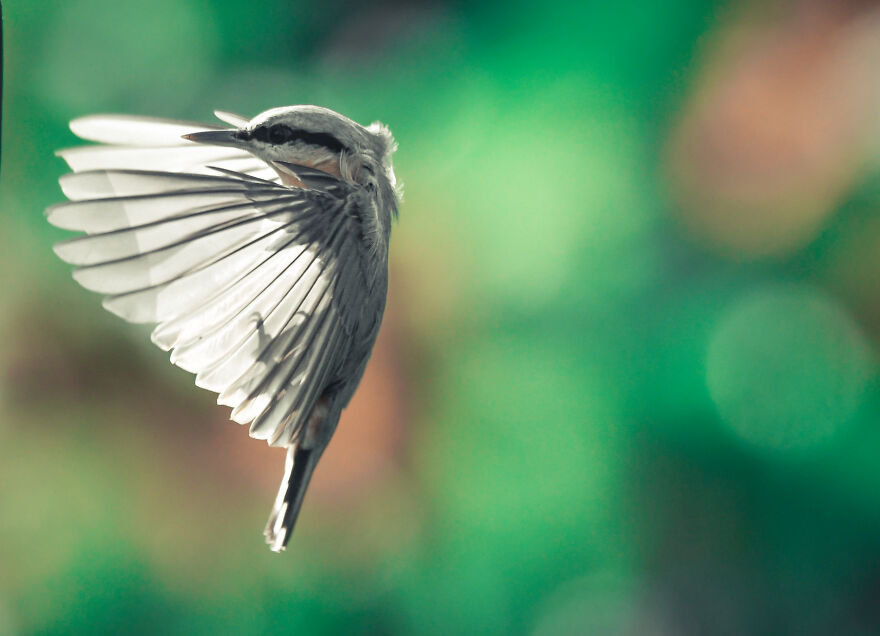 Photographer Niki Colemont Spent 5 Years Capturing Perfectly Timed Action Shots Of Animals In Nature