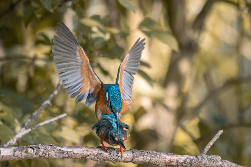 Photographer Niki Colemont Spent 5 Years Capturing Perfectly Timed Action Shots Of Animals In Nature