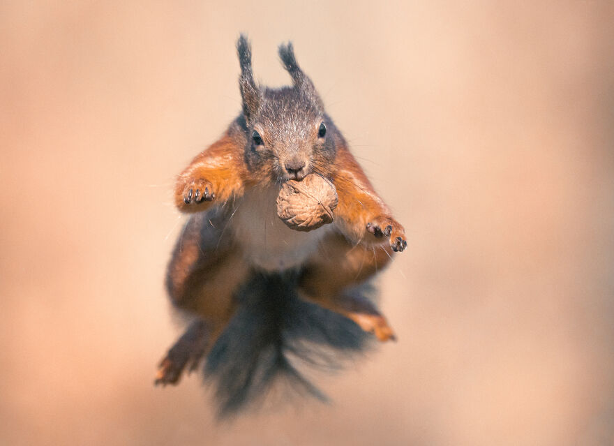 Photographer Niki Colemont Spent 5 Years Capturing Perfectly Timed Action Shots Of Animals In Nature