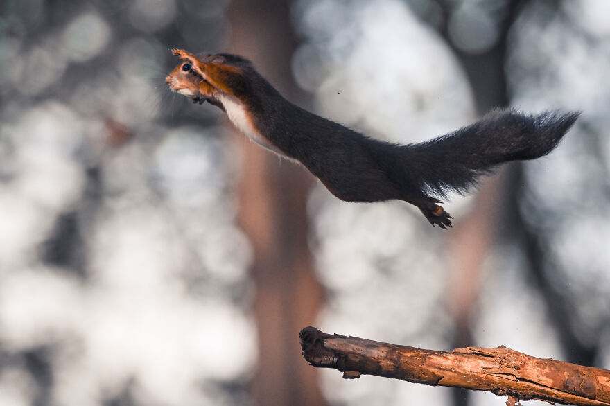 Photographer Niki Colemont Spent 5 Years Capturing Perfectly Timed Action Shots Of Animals In Nature