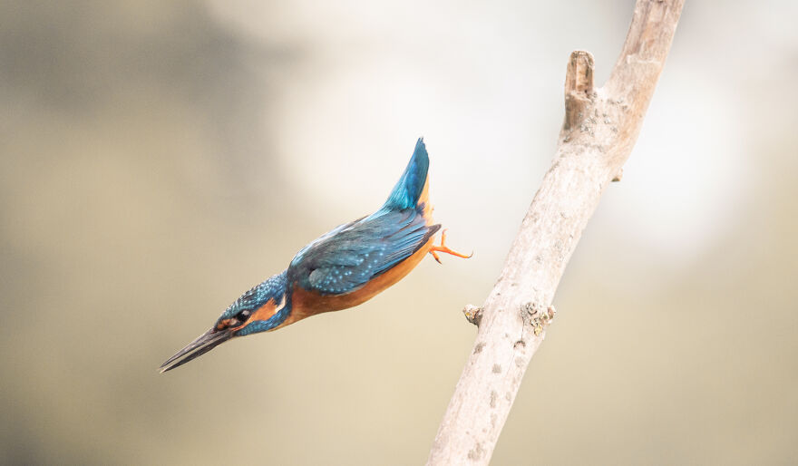 Photographer Niki Colemont Spent 5 Years Capturing Perfectly Timed Action Shots Of Animals In Nature