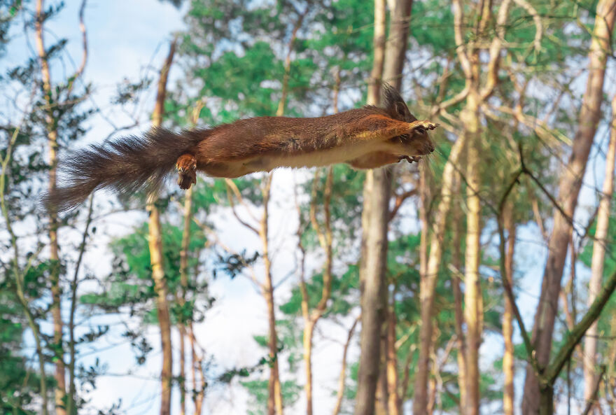 Photographer Niki Colemont Spent 5 Years Capturing Perfectly Timed Action Shots Of Animals In Nature