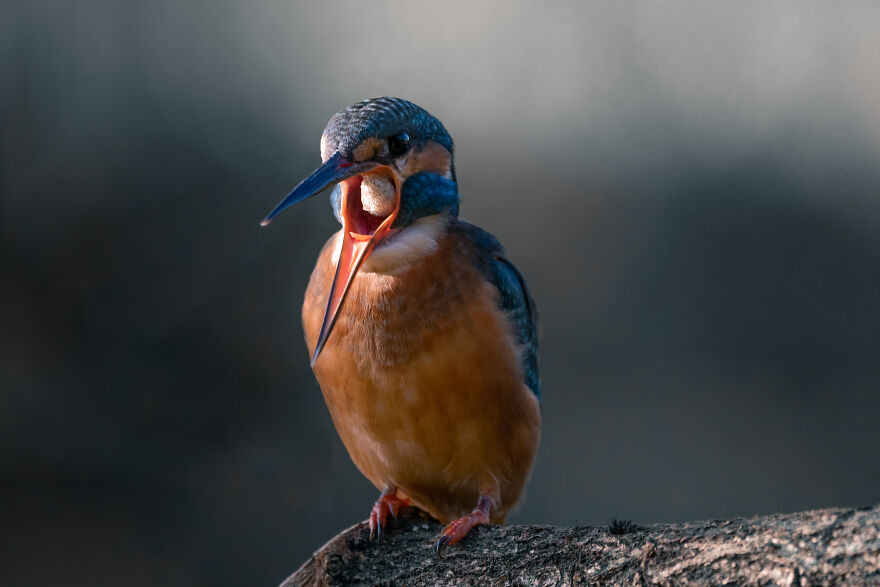 Photographer Niki Colemont Spent 5 Years Capturing Perfectly Timed Action Shots Of Animals In Nature