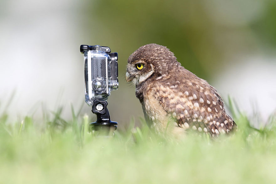 30 Funniest Photos Of Animals Getting Comfortable With Camera Gear