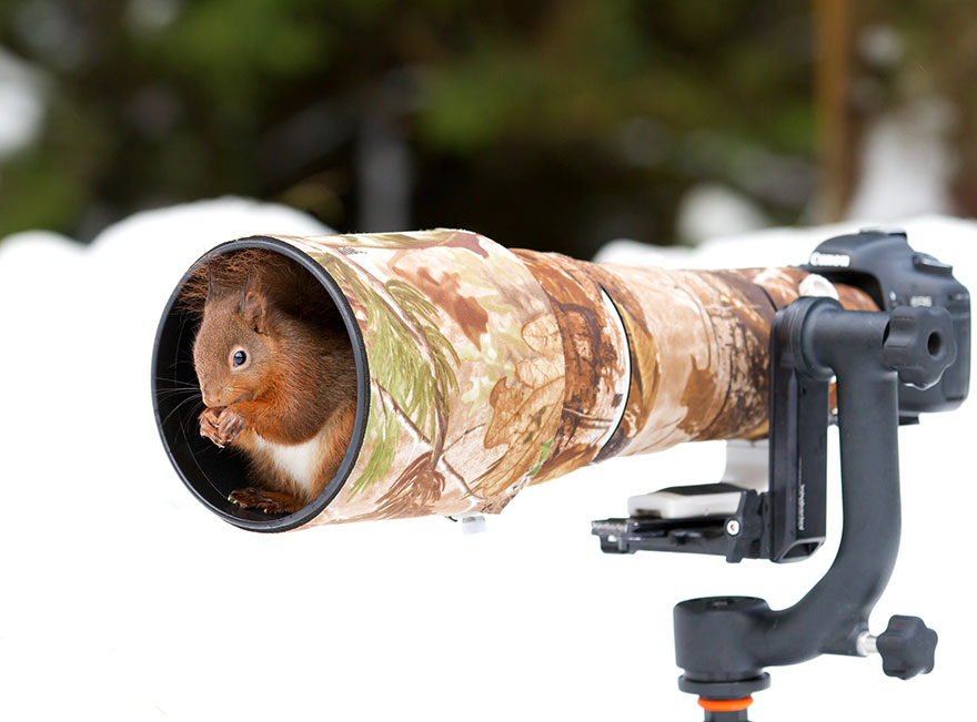 30 Funniest Photos Of Animals Getting Comfortable With Camera Gear