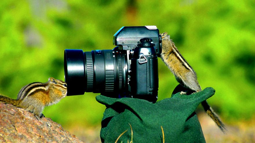 30 Funniest Photos Of Animals Getting Comfortable With Camera Gear