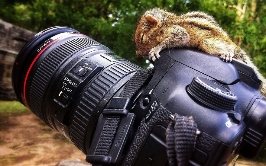 30 Funniest Photos Of Animals Getting Comfortable With Camera Gear