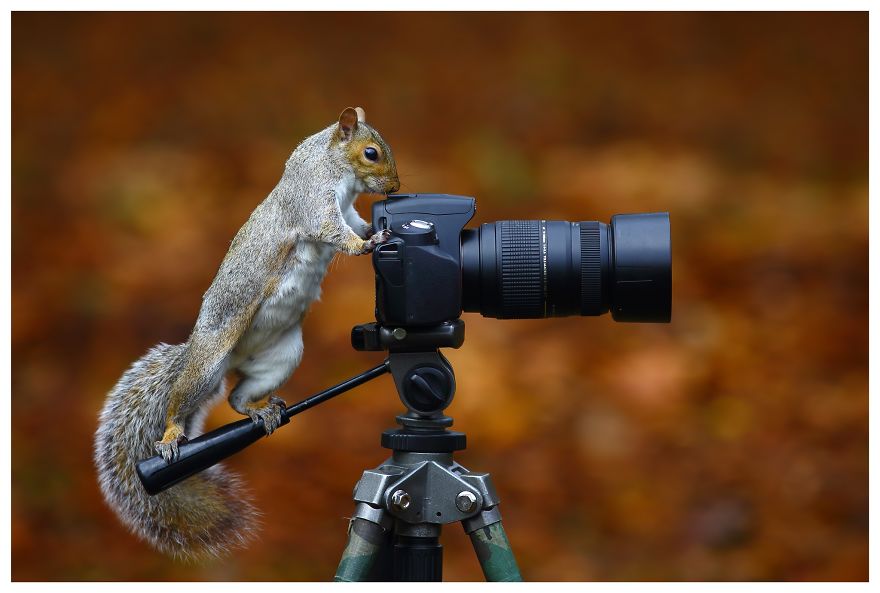 30 Funniest Photos Of Animals Getting Comfortable With Camera Gear