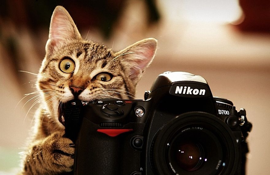 30 Funniest Photos Of Animals Getting Comfortable With Camera Gear