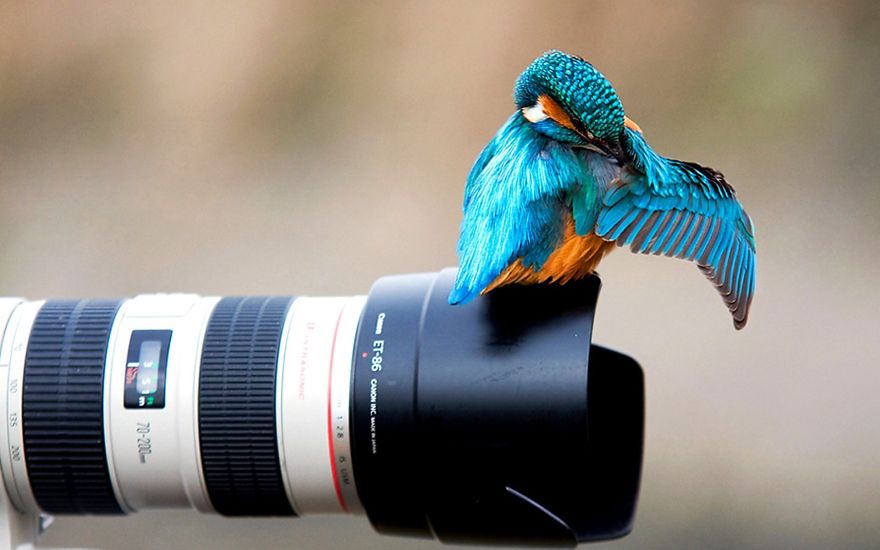 30 Funniest Photos Of Animals Getting Comfortable With Camera Gear