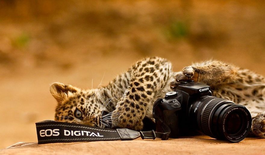 30 Funniest Photos Of Animals Getting Comfortable With Camera Gear