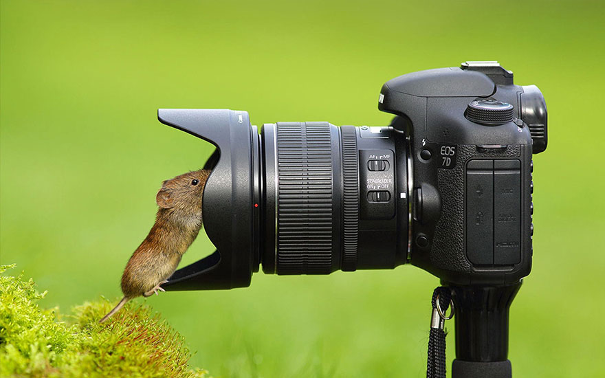 30 Funniest Photos Of Animals Getting Comfortable With Camera Gear