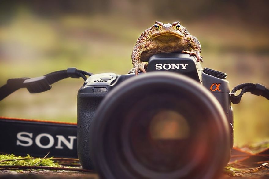 30 Funniest Photos Of Animals Getting Comfortable With Camera Gear