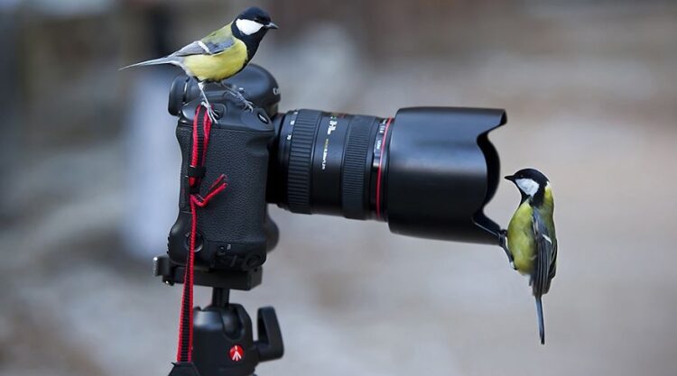 30 Funniest Photos Of Animals Getting Comfortable With Camera Gear