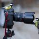 30 Funniest Photos Of Animals Getting Comfortable With Camera Gear