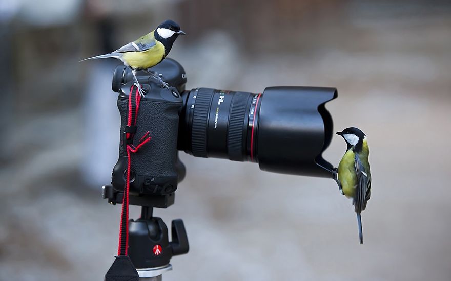 30 Funniest Photos Of Animals Getting Comfortable With Camera Gear