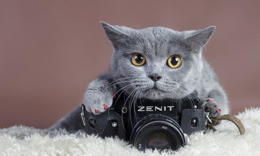 30 Funniest Photos Of Animals Getting Comfortable With Camera Gear