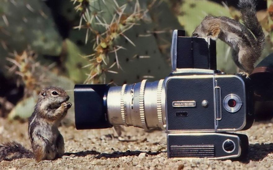 30 Funniest Photos Of Animals Getting Comfortable With Camera Gear