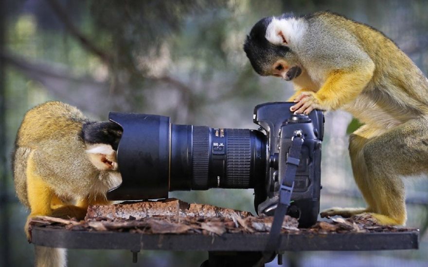 30 Funniest Photos Of Animals Getting Comfortable With Camera Gear